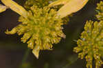 Coastal plain honeycombhead